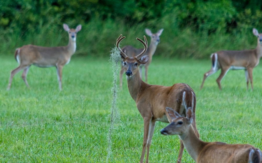 white tailed deer